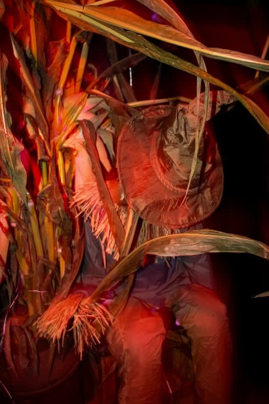 A scarecrow stands watch in the cornfields of Barberry Farm at The Carver&rsquo;s Curse haunted attraction, Brooklyn, Connecticut